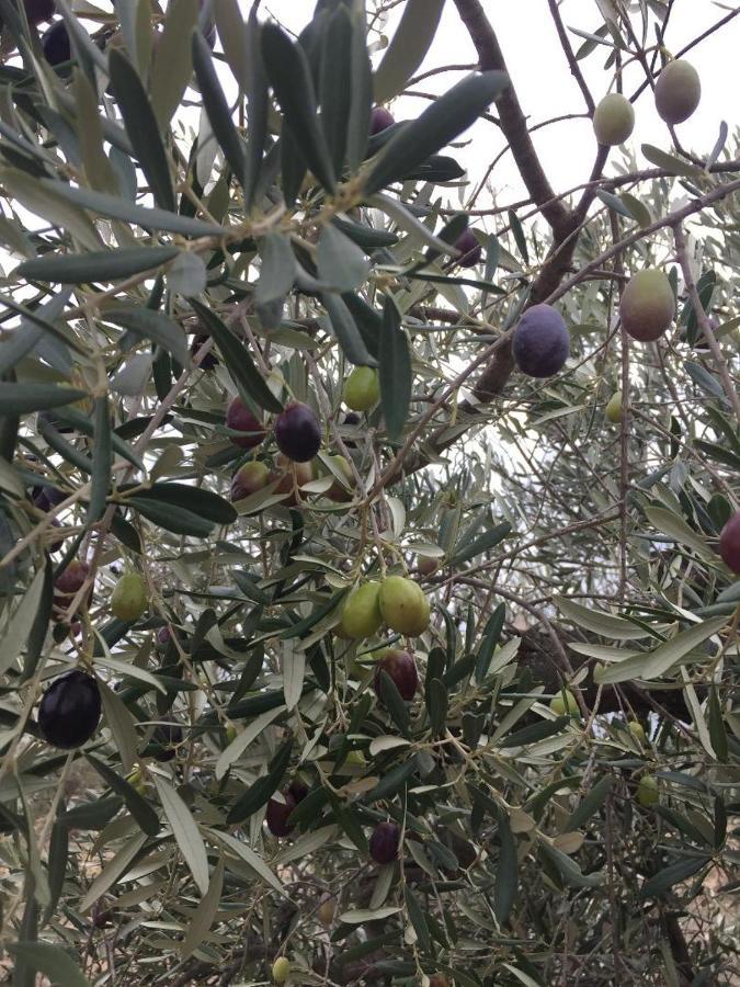 לינה וארוחת בוקר מורייס La Bergerie De Cigalon מראה חיצוני תמונה